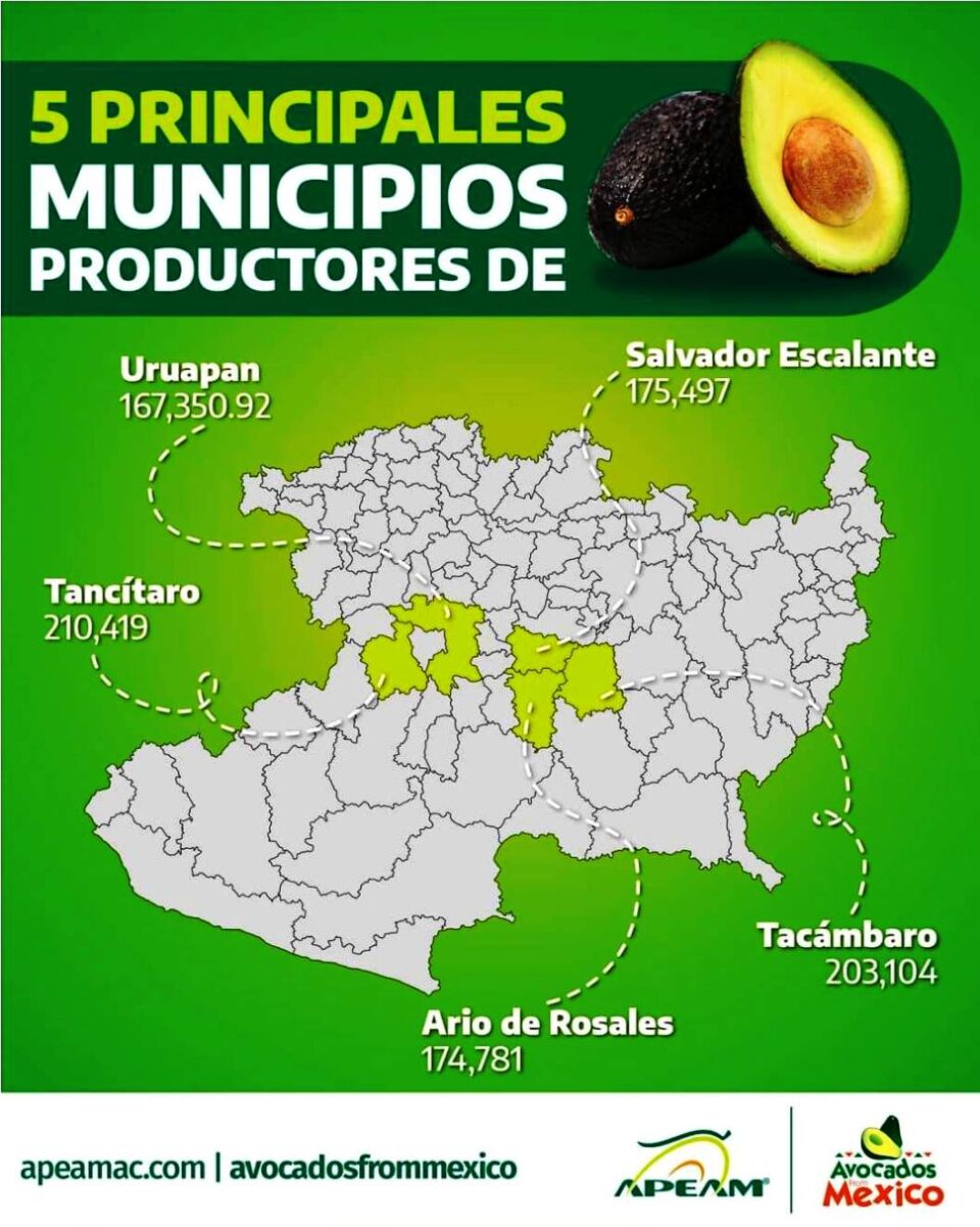 TACAMBARO, SEGUNDO PRODUCTOR DE AGUACATE EN MICHOACAN – ROTATIVO DIGITAL